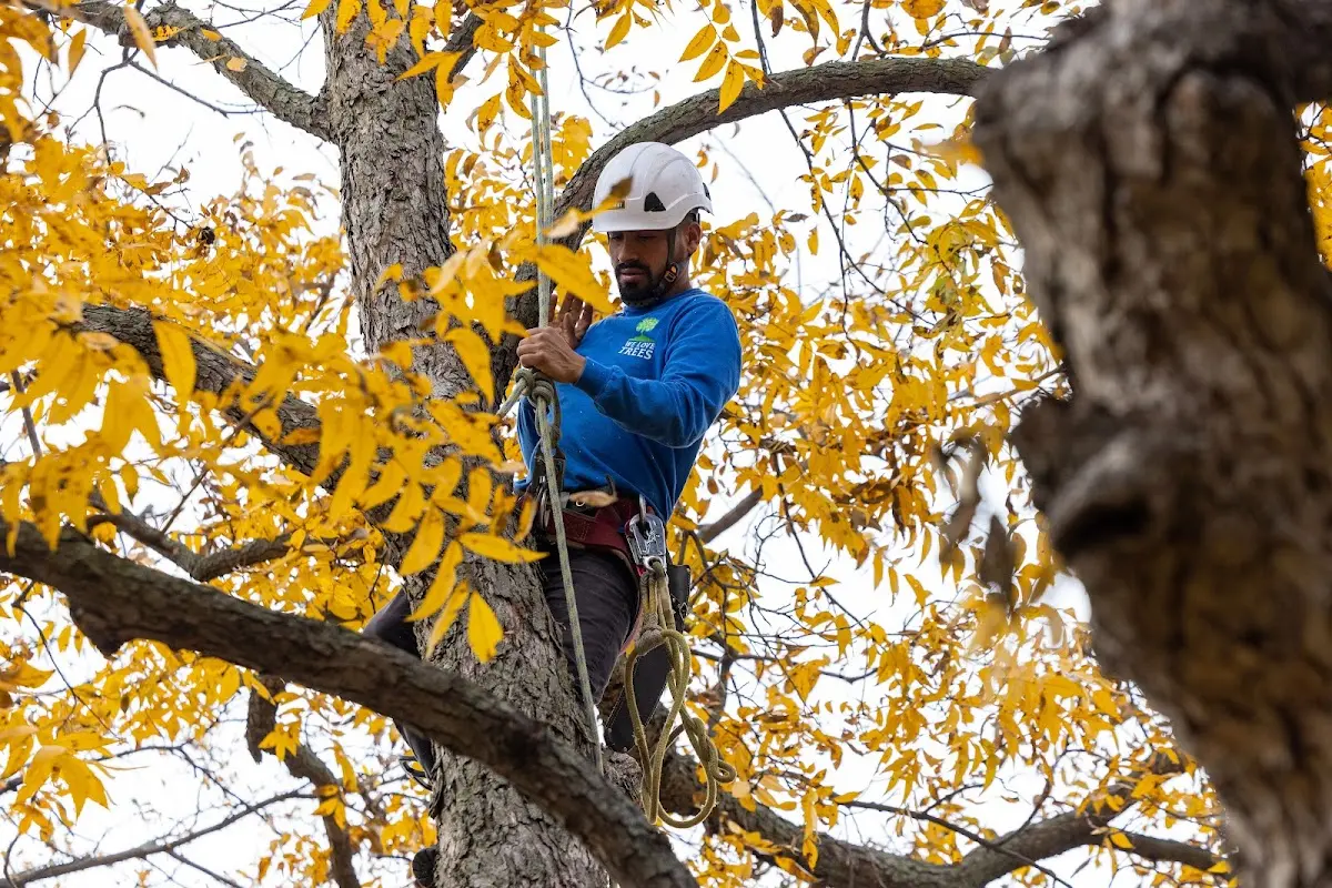Skilled Tree Trimming crew working in Thorsby